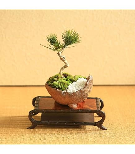 Amazon｜盆栽 五葉松 斑入り 花火 ドライガーデン｜観葉植物